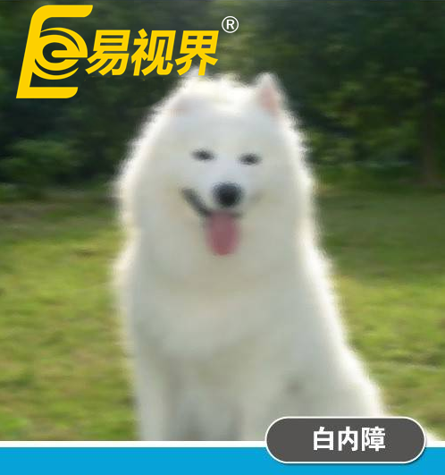 不一樣的眼病，不一樣的世界